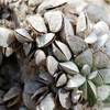 Quagga mussels a toxic threat to Lake Mead