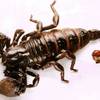 How to deal with scorpions How to deal with scorpions
