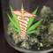 Medical marijuana bill in danger in the Assembly