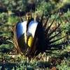 One strange bird could pave way for more fire prevention funds One strange bird could pave way for more fire prevention funds