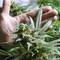 Police: $5.6 million of marijuana seized in multi-house grow operation