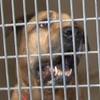 In court of public opinion, cases involving animals pushed to center stage In court of public opinion, cases involving animals pushed to center stage