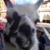 Zappos, which has had parades in downtown Las Vegas led by a llama, will welcome more than 70 zoo animals to its downtown campus this weekend, Feb 15 and 16, 2014.