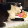 Oregon couple attacked by pet cat plans to get it help Oregon couple attacked by pet cat plans to get it help
