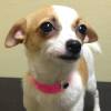 Hearing reset in puppy shop arson case Hearing reset in puppy shop arson case