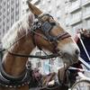 Passengers enjoy a horse-drawn carriage ride near Central Park on New Year's Eve day, Tuesday, Dec. 31, 2013, in New York.