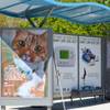 Private companies hope to use public bus stops for Las Vegas shuttle services Private companies hope to use public bus stops for Las Vegas shuttle services