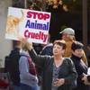 Patty Jacobson protests in front of the Boulder City Police Department in Boulder City Thursday, Dec. 3, 2015. Protesters want charges to be brought against the city's former animal shelter supervisor for killing too many animals.