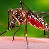 This 2006 file photo provided by the Centers for Disease Control and Prevention shows a female Aedes aegypti mosquito in the process of acquiring a blood meal from a human host.