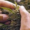 Merger will help streamline Nevada's cannabis industry