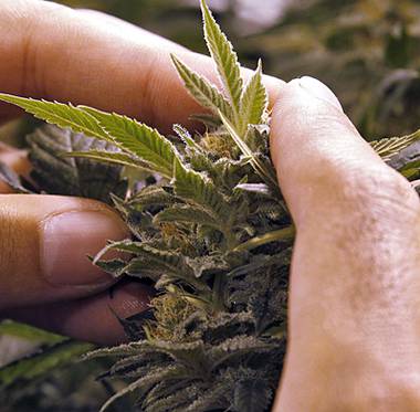 Merger will help streamline Nevada’s cannabis industry