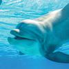 Want to meet a dolphin face to face? You can at Siegfried & Roy’s Secret Garden & Dolphin Habitat at The Mirage in Las Vegas
