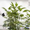 Virtues cannabis flower grow room Wednesday, Nov. 2, 2022. WADE VANDERVORT