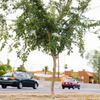Cars drive past recently planted trees at Gary Reese Freedom Park Thursday, June 9, 2022. In an effort to combat the urban heat island effect, the city of Las Vegas is offering tree planting with irrigation equipment to some residents for $20.