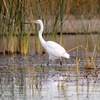 An egret in the Lake Havasu City area is seen in this undated photo.