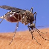 In this image provided by the USDA Agricultural Research Service, a mosquito stands upon human skin. 

