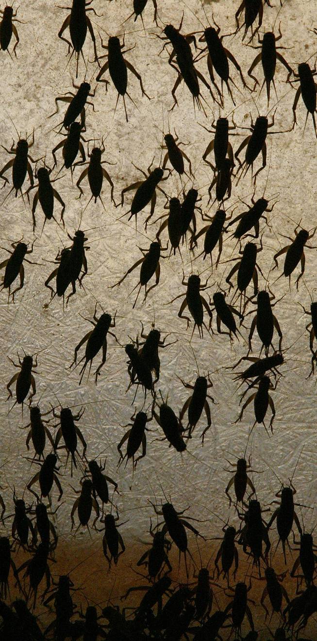 Crickets climb along the wall of a retaining box Monday, Sep. 9, 2002, at the Basset Cricket Ranch in Visalia, Calif. 