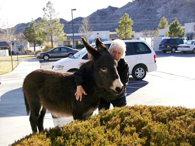 Betty J (BJ) Carter with a burro named Echo that is part of group of burros that are commonly seen roaming Beatty, NV.