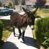 Bekka is part of a group of burros that are commonly seen in Beatty, NV.