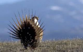 This undated image provided by the Wyoming Game and Fish Department shows a sage grouse in the wild. 