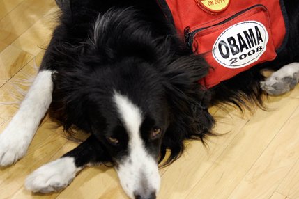 Finn, a border collie service dog, wears an Obama sticker while Democratic presidential hopeful Sen. Barack Obama speaks during a town hall meeting at Del Sol High School in Las Vegas Friday, January 11, 2008. 