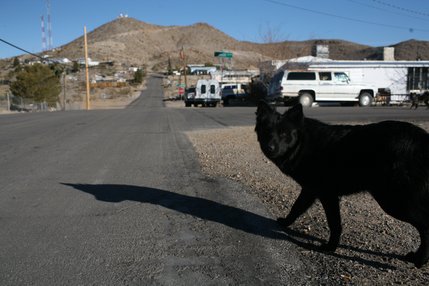 On caucus morning, Saturday Jan. 19, 2008, a dog wanders the streets of Searchlight, population 780. The Nevada democratic caucus was held at the nearby Searchlight Community Center.