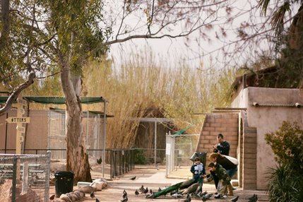 The Southern Nevada Zoological-Botanical Park features roaming chickens, pigeons and peacocks on their property on Rancho Drive in Las Vegas.
