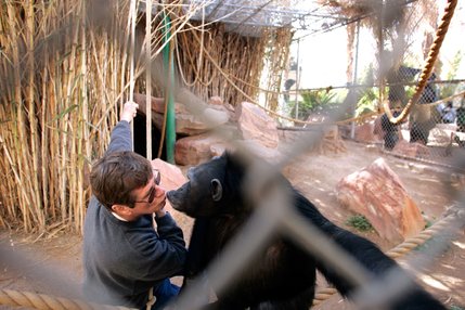 Zoo Director Pat Dingle gives Terry, the 27-year-old chimpanzee, a kiss while playing together at the Southern Nevada Zoological-Botanical Park.
