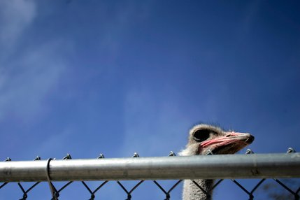 The ostrich pokes its head up above the fencing at the Southern Nevada Zoological-Botanical Park.