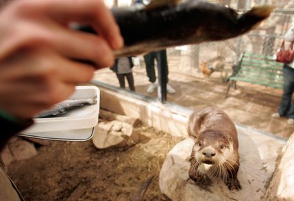 A staff member feeds an otter at the Southern Nevada Zoological-Botanical Park in Las Vegas.