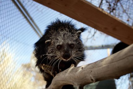 A Bornean Binturong, or bearcat as it is commonly called, walks inside its habitat at the Southern Nevada Zoological-Botanical Park