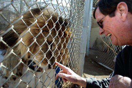 Zoo Director Pat Dingle plays with the lion Midas, saying he's going to take away the barrel Midas is playing with at the Southern Nevada Zoological-Botanical Park.
