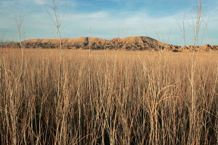 Tamarisk plants cover the site of the lost town of St. Thomas near Lake Mead Thursday, February 28, 2008. Because of a fast-growing taproot, tamarisk draws down the water table, preventing other plants' roots from reaching the soil moisture.