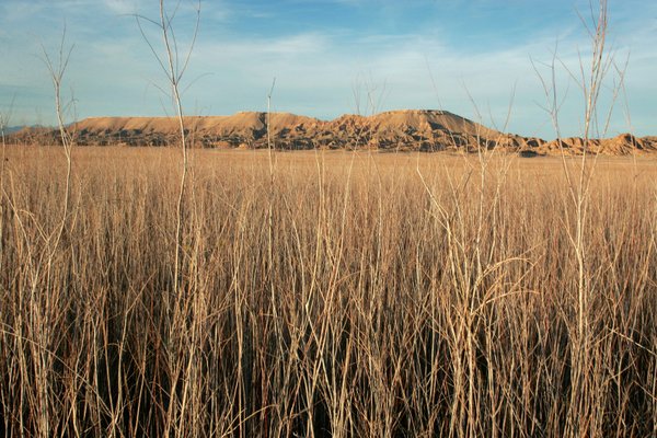 Tamarisk plants cover the site of the lost town of ...