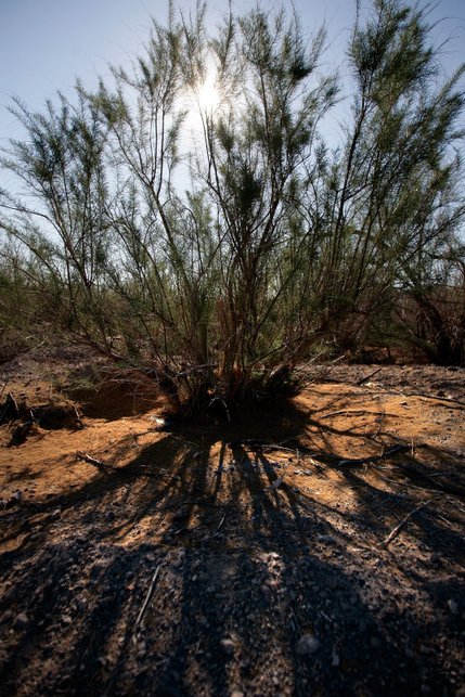 A blooming tamarisk plant, which grow in abundance along the Las Vegas Wash in Clark County Wetlands Park near Pabco Weir. As tamarisk plants have become increasingly more prevalent around the wash, there is less room for native species to grow.