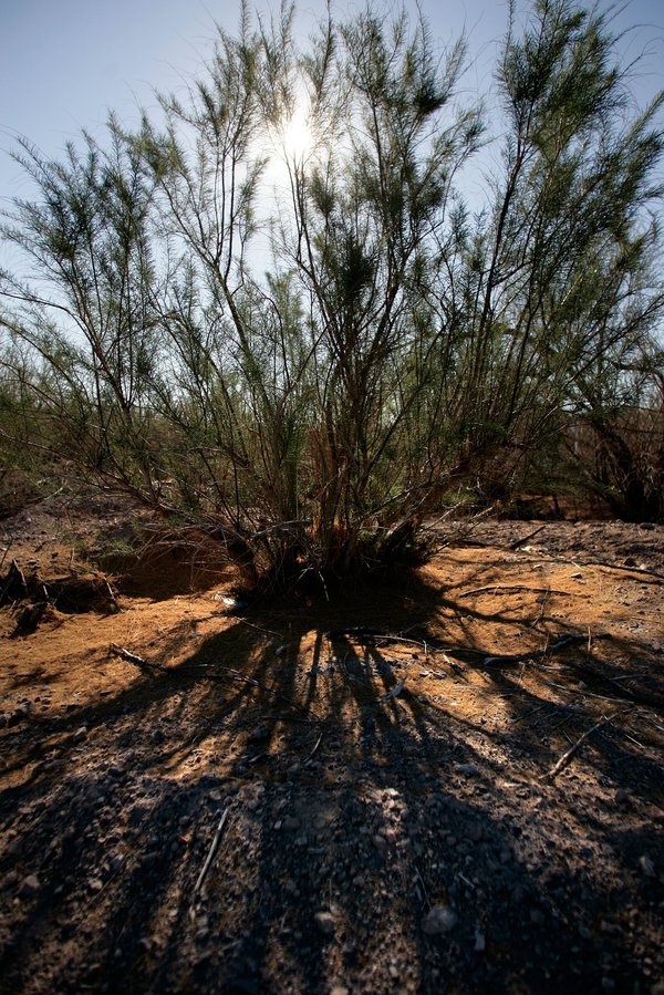 A blooming tamarisk plant, which grow in abundance along the ...