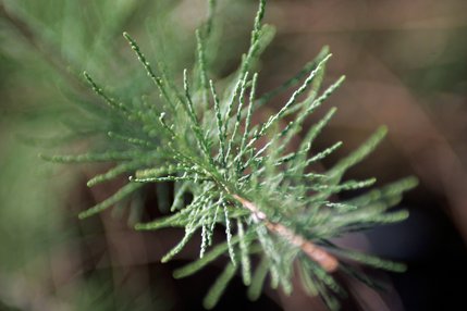 A tamarisk plant, which grow in abundance along the Las Vegas Wash in Clark County Wetlands Park near Pabco Weir in Las Vegas. 