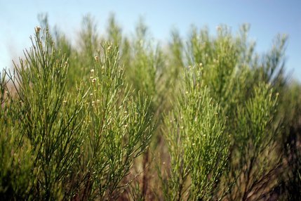 A Desert Broom plant, which is native along the Las Vegas Wash. As tamarisk plants have become increasingly more prevalent around the wash, there is less room for native species to grow.