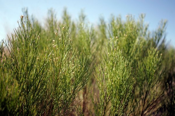 A Desert Broom plant, which is native along the Las ...