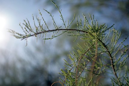 A tamarisk branch. Because of a fast-growing taproot, tamarisk draws down the water table, preventing other plants' roots from reaching the soil moisture.