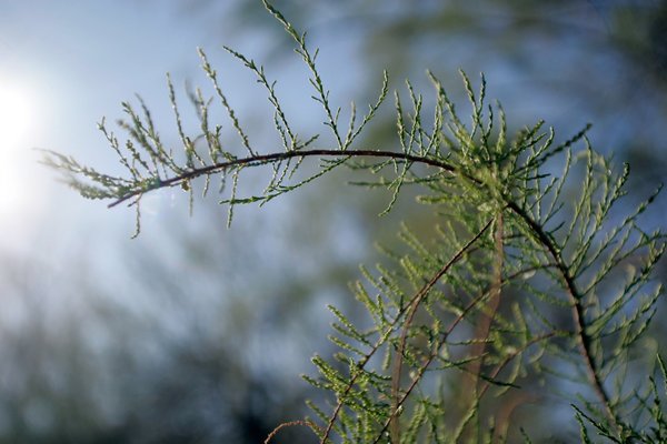 A tamarisk branch. Because of a fast-growing taproot, tamarisk draws ...