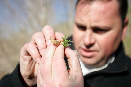 Nicholas Rice, an environmental biologist with the Environmental Monitoring and Management Division of the Southern Nevada Water Authority studies the leaves of a Sandbar Willow, right, and a Gooding Willow, two native species that grow along the Las Vegas Wash. 