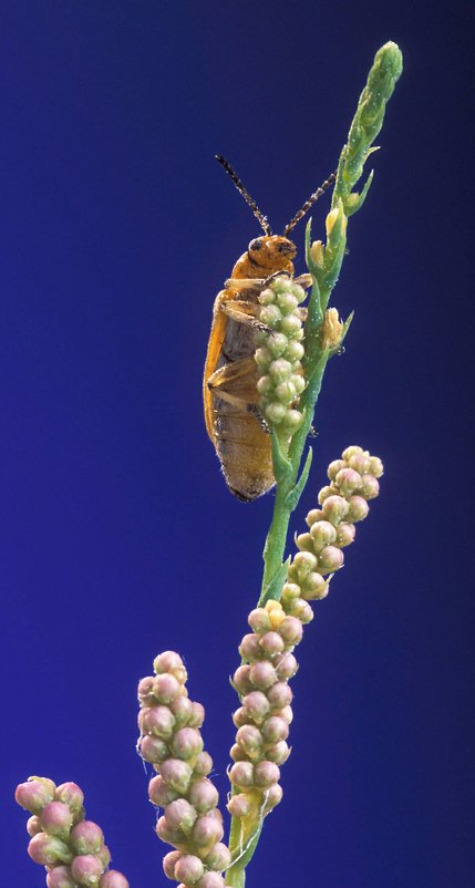 Adult Diorhabda elongata leafbeetle (about 5 mm long) on saltcedar flower buds. It is this beetle's selective appetite for tamarisk that makes it so well suited to the fight. Scientists hope the beetle will help control the invasive plant throughout the West.