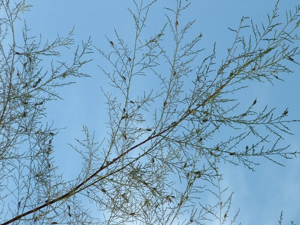 Beetles on a tamarisk tree.