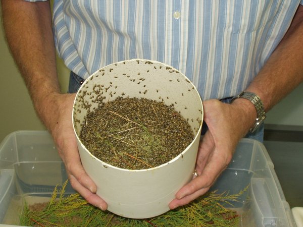 Processing collected diorhabda palisade beetles.