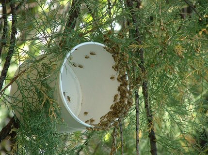 Saltcedar beetles being released onto tamarisk trees.