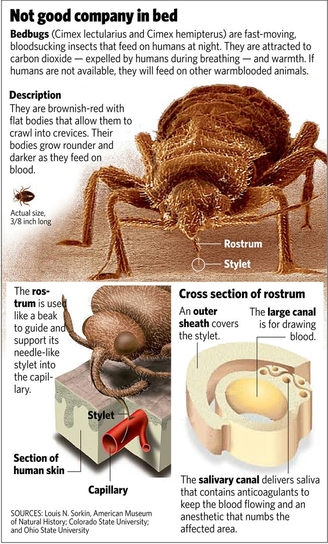 Denver Post Graphic