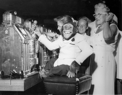 Although there was no formal dress code, guests were expected to dress their finest at the Sands Hotel in the 1950s, even chimpanzees it seems were not exempt.