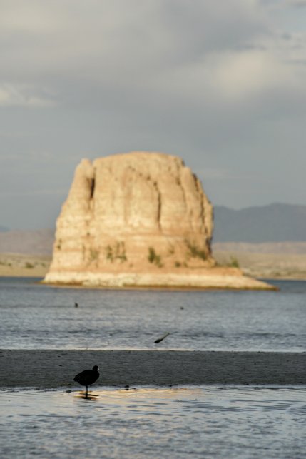 A bird rests in Las Vegas Bay on Lake Mead at sunset Friday afternoon, April 21, 2006. If current drought conditions and water usage trends continue, scientists predict there is a 50 percent chance Lake Mead will run dry by 2021 and a 10 percent chance it will run out of usable water by 2014.