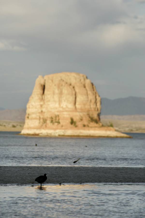 A bird rests in Las Vegas Bay on Lake Mead ...